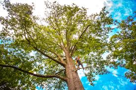 Lawn Watering Services in Surf City, NC